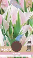 LILLESIBUL ROHELISEÕIELINE TULP FLOREX CHINA TOWN 6TK PAKIS