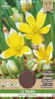 LILLESIBUL TULP FLOREX TARDA DASYSTEMON 12TK PAKIS