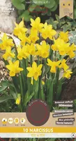 LILLESIBUL NARTSISS FLOREX TETE Á TETE 10TK PAKIS