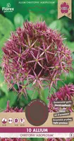 LILLESIBUL KÕRGEKASVULINE LAUK FLOREX ALBOPILOSUM 10TK PAKIS