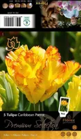 LILLESIBUL TULP FLOREX CARIBBEAN PARROT 11/12 5TK PAKIS