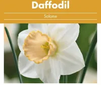 LILLESIBUL NARTSISS FLOREX SALOME 16/+