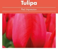 LILLESIBUL TULP FLOREX RED IMPRESSION 14/+