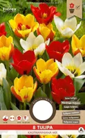LILLESIBUL KAUFMANNI TULP FLOREX KAUFMANNIANA SEGU 8TK PAKIS