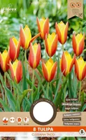 LILLESIBUL TULP FLOREX CLUSIANA TACO 8TK PAKIS