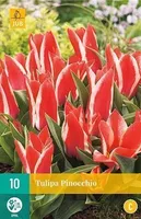 LILLESIBUL TULP PINOCCHIO 10TK