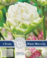 LILLESIBUL KAPITEYN TÄIDISÕIELINE TULP "WHITE MOUNTAIN"