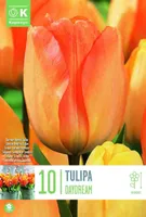 LILLESIBUL KAPITEYN DARWINHÜBRIIDTULP "DAYDREAM"