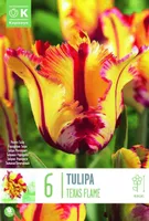 LILLESIBUL KAPITEYN PAPAGOITULP "FLAMING PARROT"