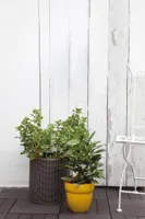 LILLEPOTIÜMBRIS CYLINDER 7L PRUUN