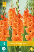 LILLESIBUL GLADIOOL PETER PEARS 10TK