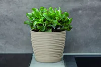 LILLEPOTT FORM-PLASTIC SAHARA ÜMAR BEEŽ 11CM