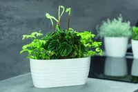 RÕDUKAST FORM-PLASTIC SAHARA VALGE 31CM