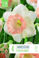 LILLESIBUL KAPITEYN TROMPETNARTSISS "BRITISH GAMBLE"