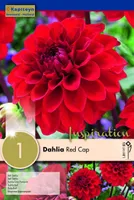 DAALIA KAPITEYN "RED CAP" 1TK PAKIS