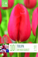 LILLESIBUL KAPITEYN HILINE LIHTÕIELINE TULP "SKY HIGH SCARLET"10TK PAKIS