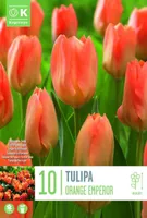 LILLESIBUL KAPITEYN FOSTERITULP "ORANGE BREEZE" 10TK PAKIS