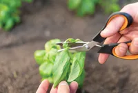 AIAKÄÄRID SOLID SP240