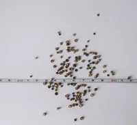 METS-KASSINAERIS ÖKO EERIKSAARE MAHE 7G