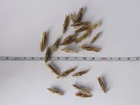 MESIOHAKAS EERIKSAARE MAHE 10G