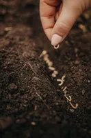 LILLEMURU TEESÕPRADELE EERIKSAARE MAHE 210,1G