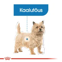 KUIVTOIT ROYAL CANIN LIGHT WEIGHT VÄIKEST KASVU KOERTELE 3KG