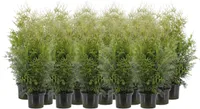HARILIK ELUPUU "BRABANT" 60-80CM POTT ALUSEL 20 TAIME