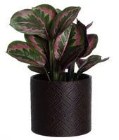 LILLEPOTT 4LIVING MELISSA 20CM, PRUUN