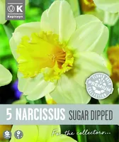 NARTSISS KAPITEYN SUGAR DIPPED 5TK