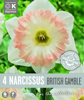 TROMPETNARTSISS KAPITEYN BRITISH GAMBLE 4TK