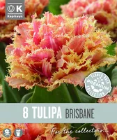 NARMAS TÄIDISÕIELINE TULP KAPITEYN BRISBANE 8TK