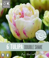 HILINE TÄIDISÕIELINE TULP KAPITEYN SHAKE 6TK