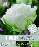 NARMAS TÄIDISÕIELINE TULP KAPITEYN SNOW CRYSTAL 8TK
