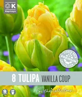 HILINE TÄIDISÕIELINE TULP KAPITEYN VANILLA COUP 8TK