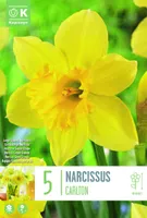 NARTSISS KAPITEYN LARGE CUPPED CARLTON 5TK