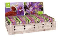 SAFRANKROOKUS KAPITEYN 10TK