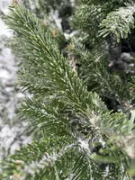 JÕULUPUU KAUKAASIA NULG 125-175CM