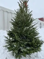 JÕULUPUU HARILIK KUUSK 200-250CM