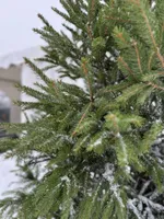 JÕULUPUU HARILIK KUUSK 200-250CM