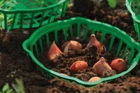 SIBULLILLE ISTUTUSKORV FORM PLASTIC 30CM OVAALNE ROHELINE