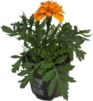 SUVELILL MADAL PEIULILL 9CM