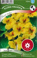 LILLESEEMNED PÕÕSASMUNGALILL "PEACH MELBA" 8G/PK