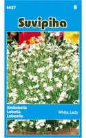 LILLESEEMNED SUVIPIHA LOBEELIA WHITE LADY VALGE 
