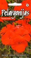 SEEMNED KURZEMES SEKLAS PELARGOON BLACK VELVET SCARLET F1 5 S