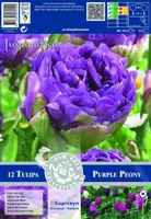 LILLESIBUL KAPITEYN TULP DOUBLE PURPLE PEONY 12TK PAKIS