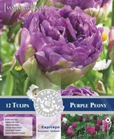 LILLESIBUL KAPITEYN TULP DOUBLE PURPLE PEONY 12TK PAKIS