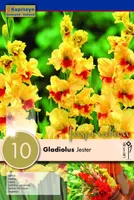 GLADIOOL KAPITEYN "JESTER" 10TK PAKIS