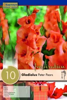 GLADIOOL KAPITEYN "PETER PEARS" 10TK PAKIS