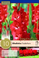 GLADIOOL KAPITEYN "TRADERHORN" 10TK PAKIS