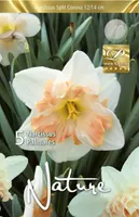 LILLESIBUL NARTSISS SC PALMARES 5TK PAKIS